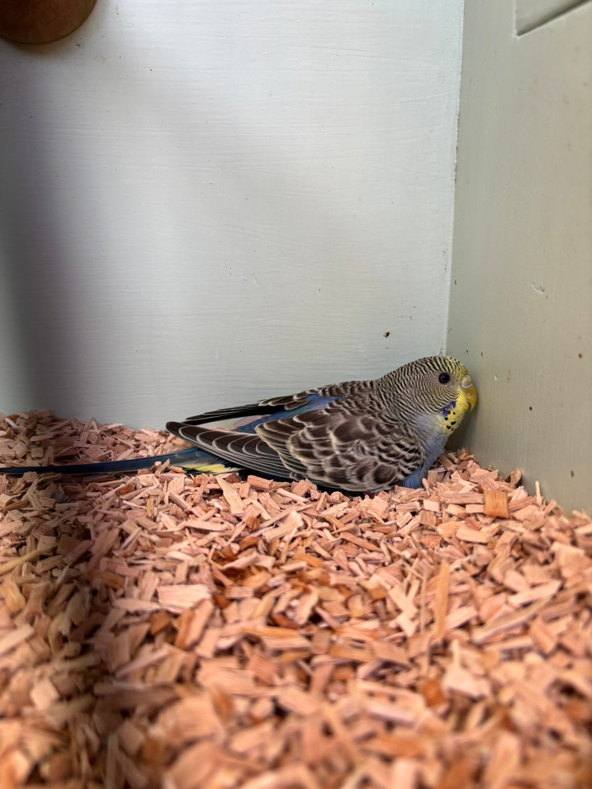 Grasparkiet pop blackface/regenboog, Dieren en Toebehoren, Vogels | Parkieten en Papegaaien, Vrouwelijk, Parkiet, Geringd