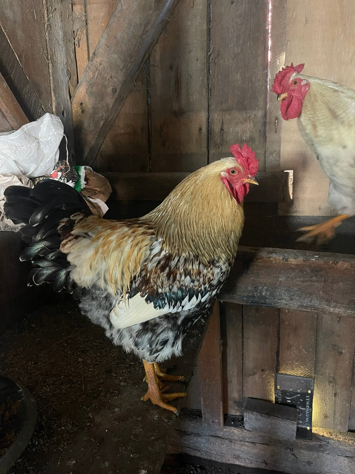 Lieve haan, Mannelijk, Kip