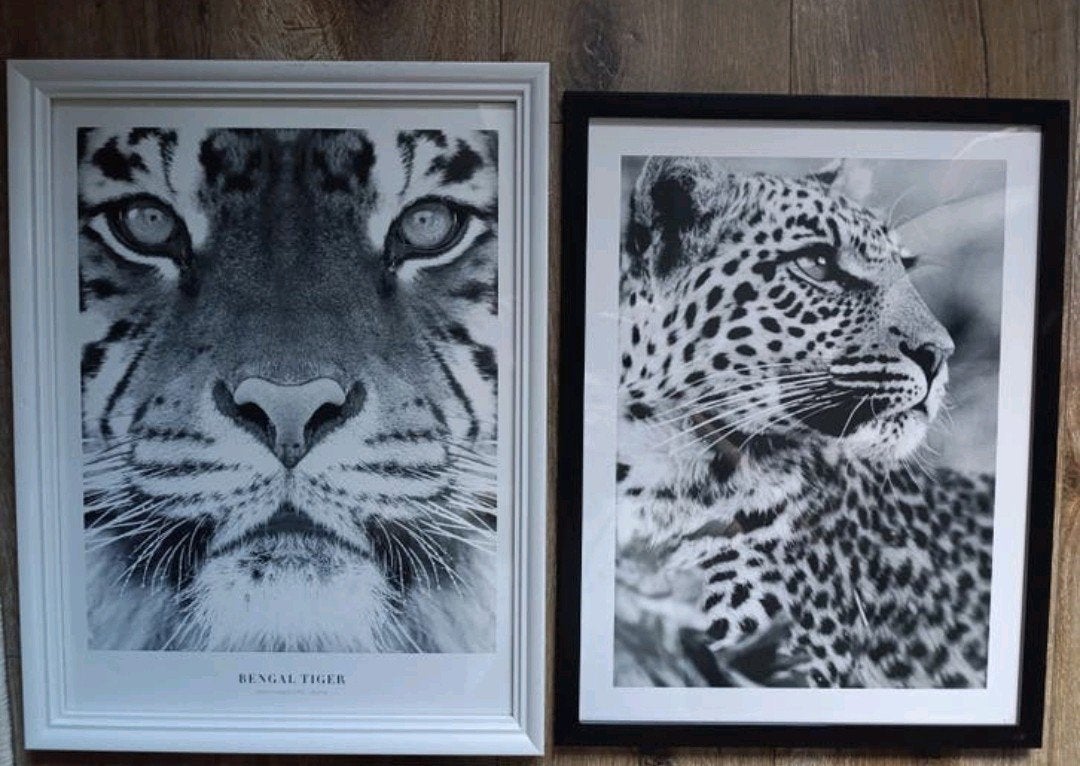 Set van 2 ingelijste zwart-wit posters: Tijger & Luipaard, Minder dan 50 cm, Gebruikt, Ophalen of Verzenden, Foto of Poster