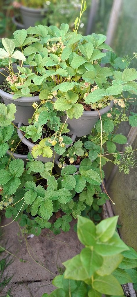 Strawberry plants, Ophalen, Fruitplant, Halfschaduw, In pot