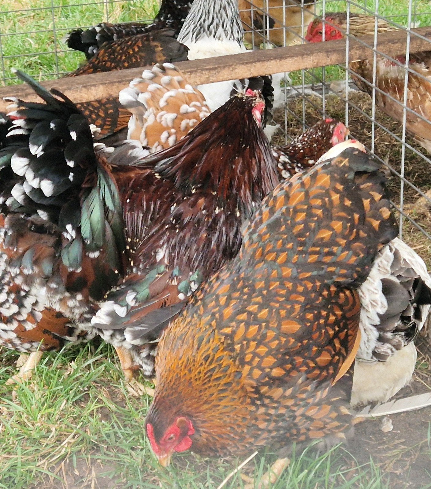 Te koop 5 wyandotte kriel hennen 1 haan, Dieren en Toebehoren, Vrouwelijk, Kip
