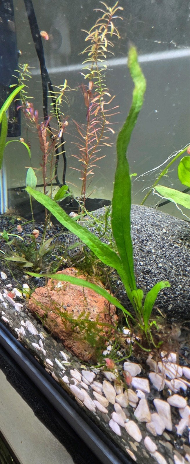 Javavaren Stekken Aquarium Plant, Dieren en Toebehoren, Ophalen of Verzenden, Inclusief planten, Plant(en), Steen of Hout