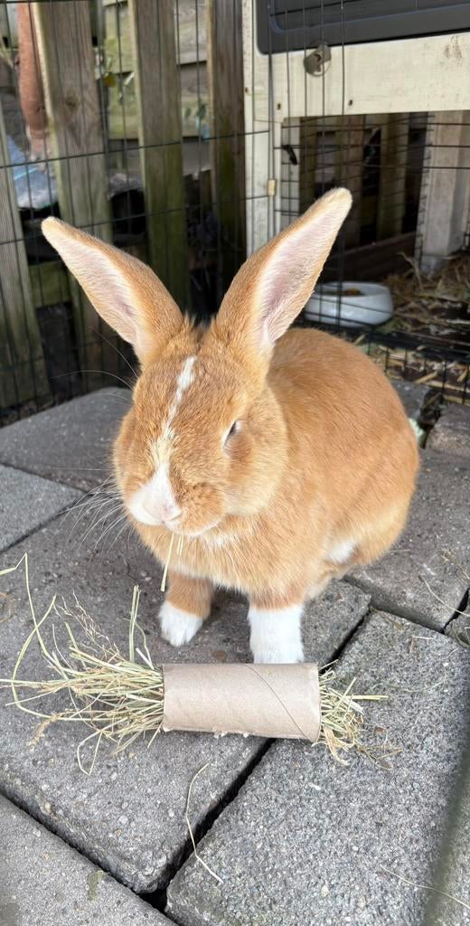 Mannetjes konijn 6 maand jong, Dieren en Toebehoren, Konijnen, Mannelijk, Groot, Hangoor