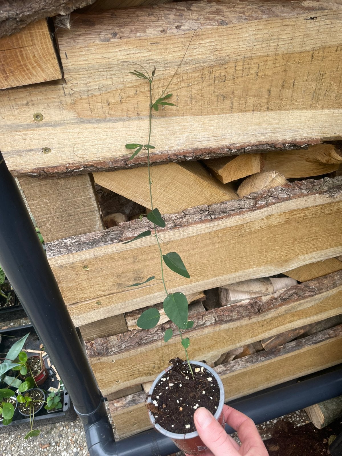 Meerdere planten passieflora caerulea, Tuin en Terras, Ophalen, Overige soorten, Volle zon