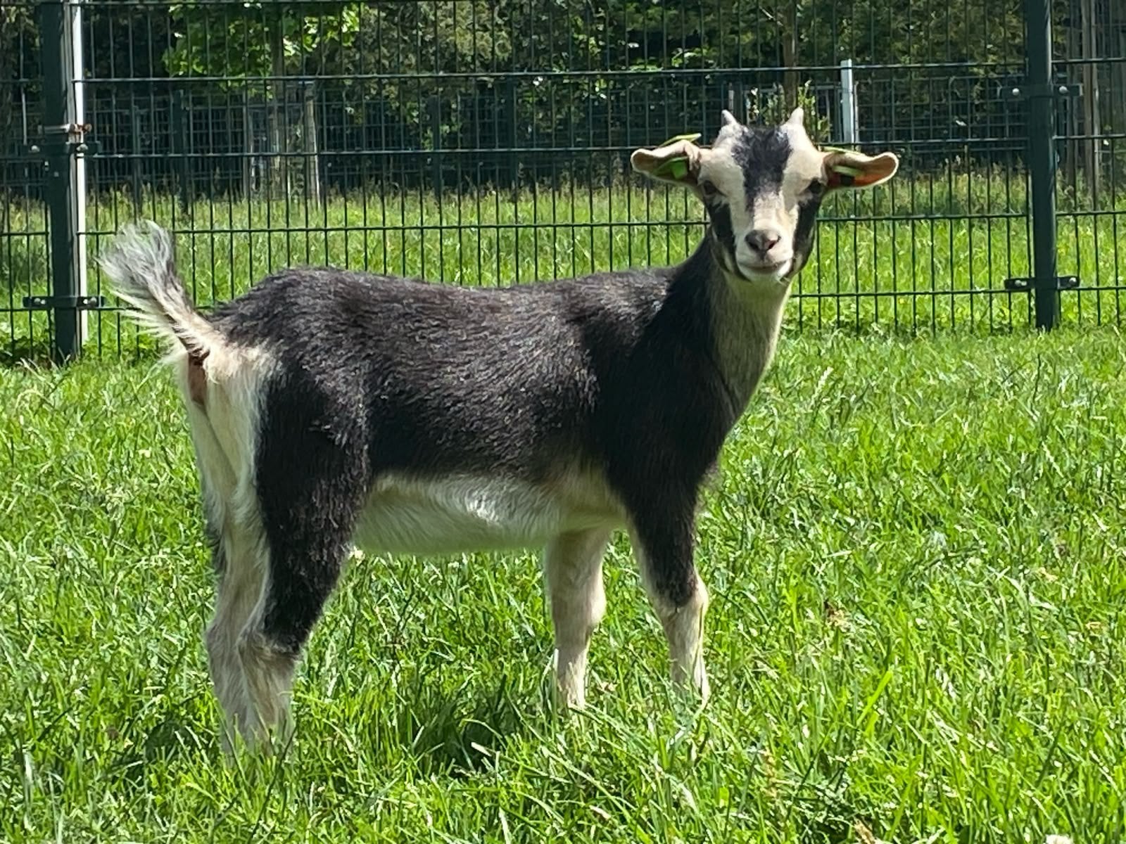Dwerggeitlammeren, Dieren en Toebehoren, Vrouwelijk, Geit