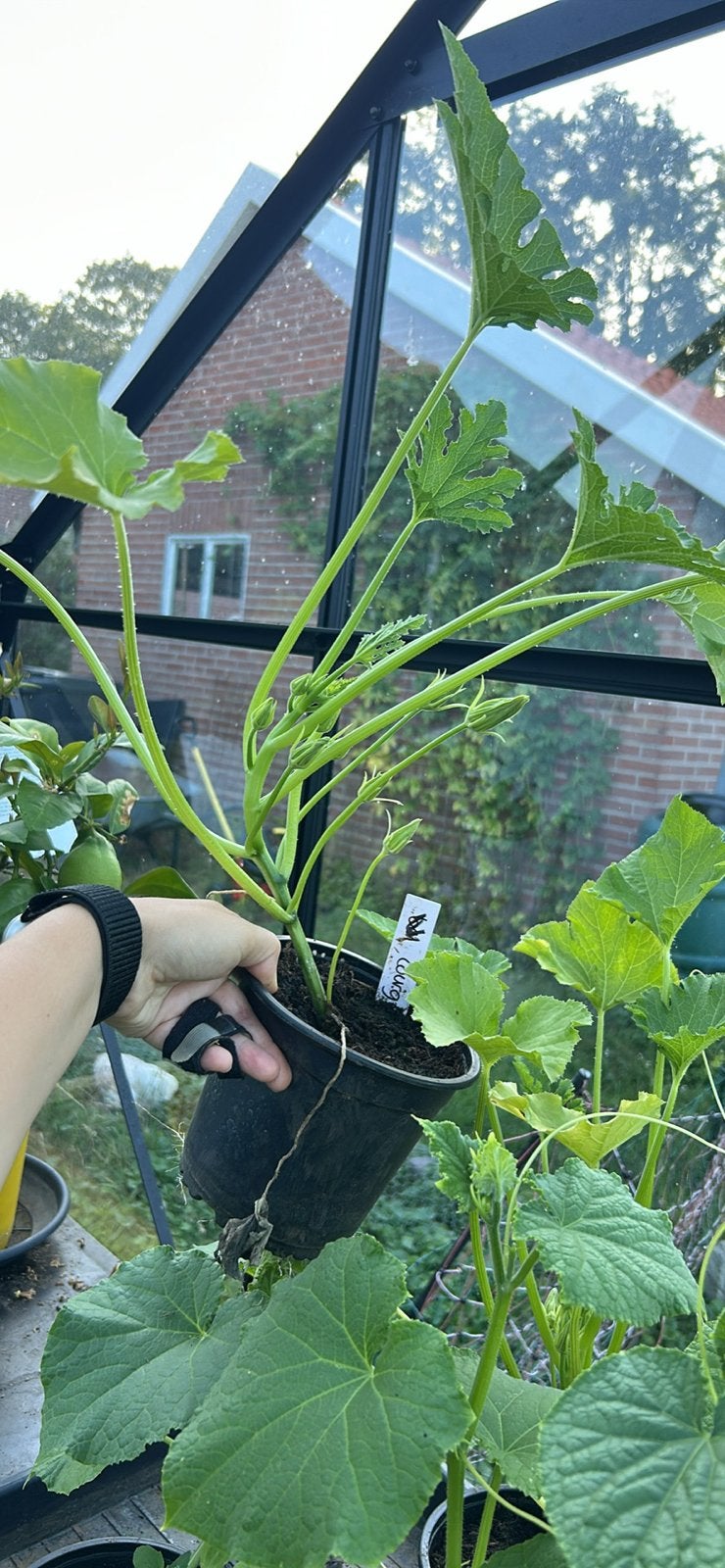 Courgette plantjes - nog 3 stuks beschikbaar!, Ophalen, Volle zon, Groenteplanten, Eenjarig