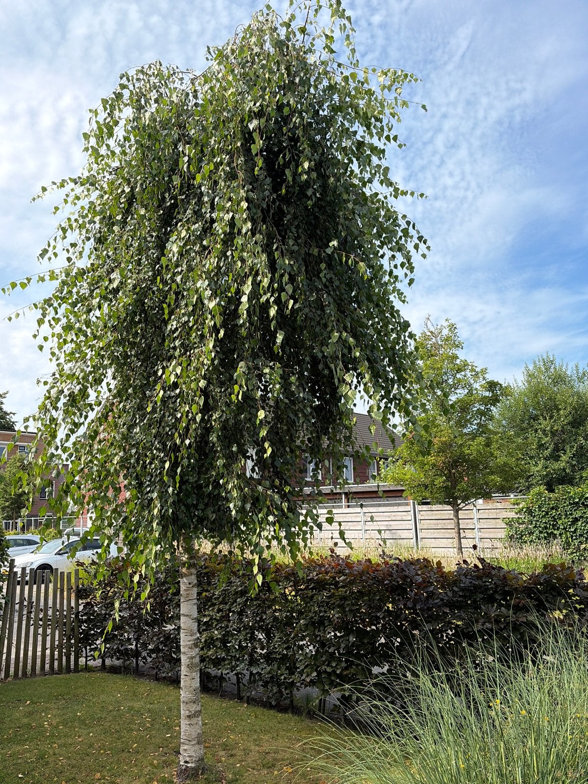 Prachtige Treurberk - Betula Pendula 'Youngii', Tuin en Terras, Planten | Bomen, Volle zon, Treurboom, Ophalen of Verzenden, Lente
