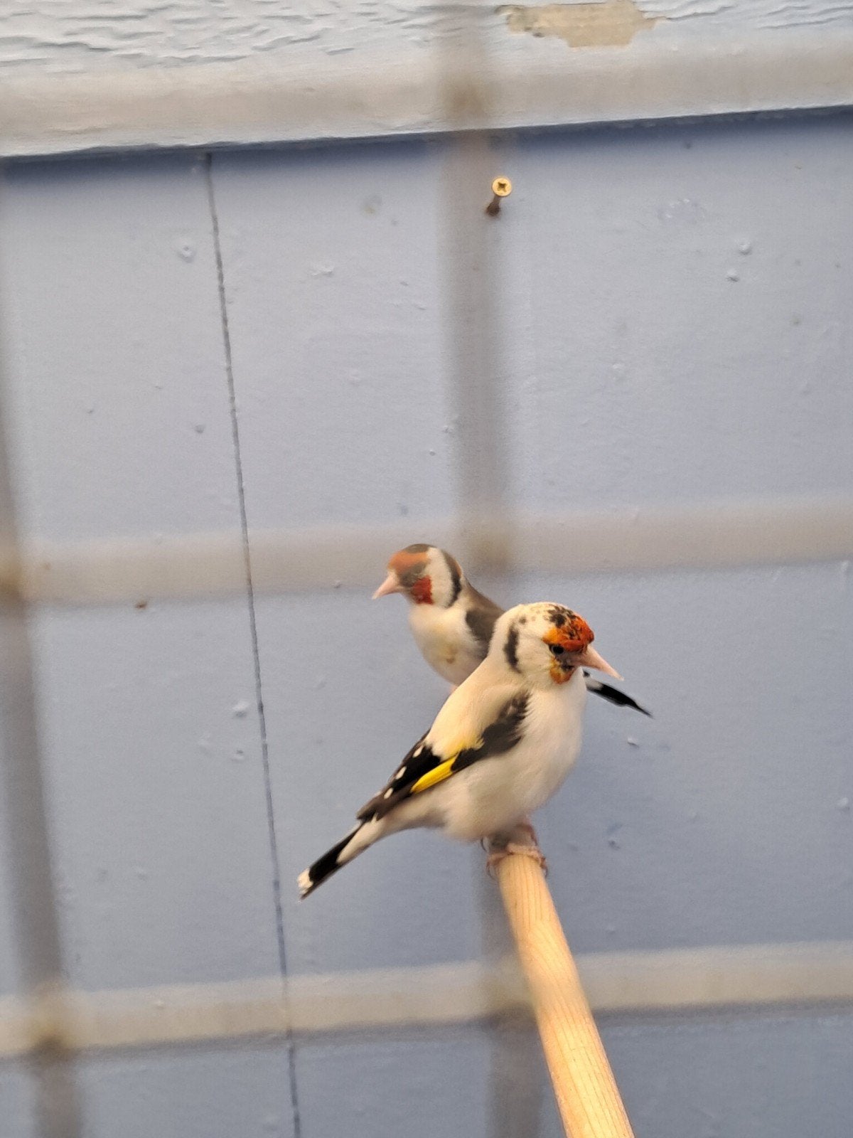 Super  mooi  bonte  putters  van 20 25, Dieren en Toebehoren, Vogels | Overige Vogels, Meerdere dieren, Wildzangvogel, Geringd