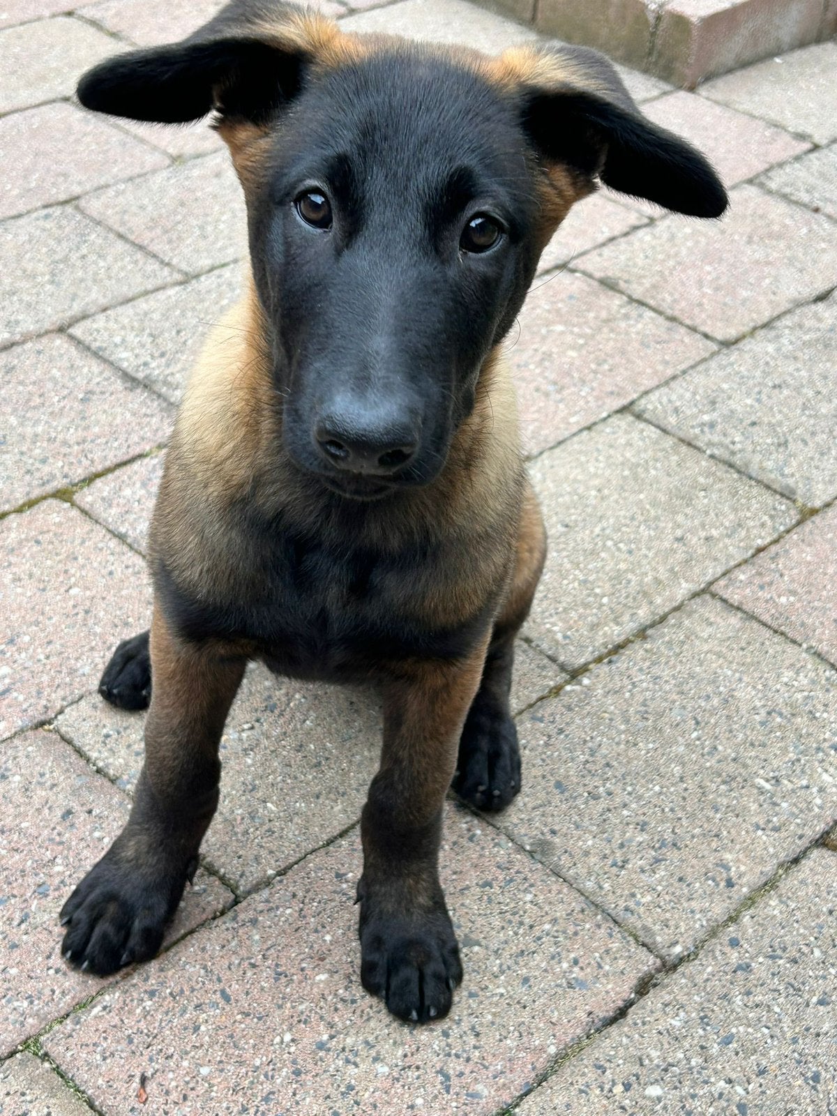 mechelse herder teef 13 week, zoekt warm thuis., Dieren en Toebehoren, Honden | Herdershonden en Veedrijvers, Parvo, 8 tot 15 weken