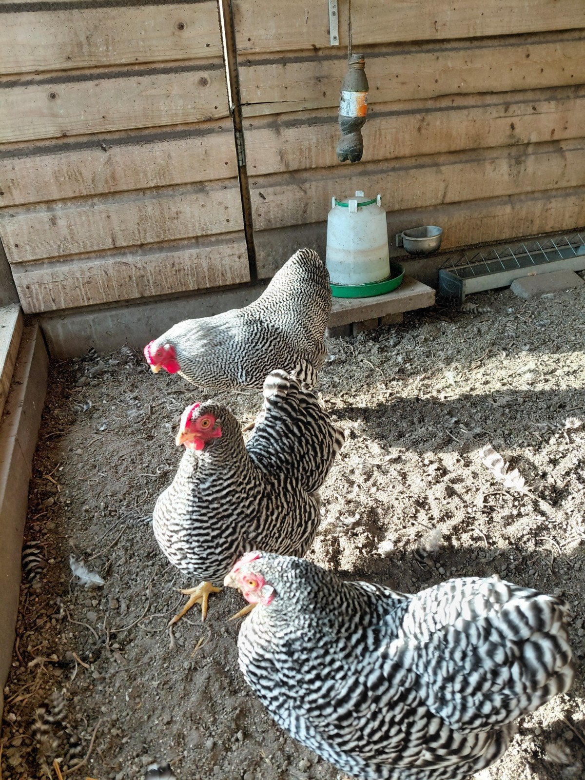 Gestreepte Wyandotte kriel ( Trio) 50 euro, Dieren en Toebehoren, Pluimvee, Meerdere dieren, Kip