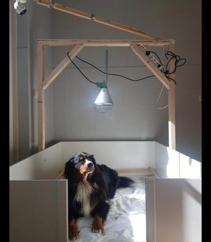 Grote werpkist te huur, Dieren en Toebehoren, Honden-accessoires, Ophalen, Zo goed als nieuw