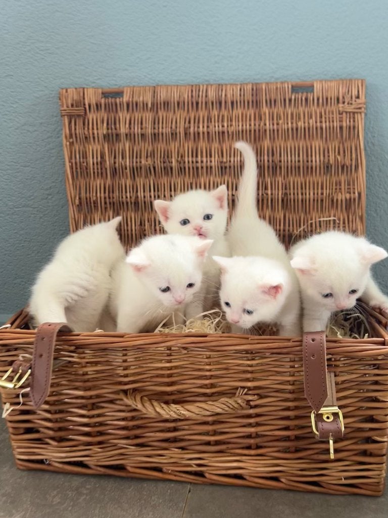 Prachtige Brits korthaar kittens - blue en odd eyed, Meerdere dieren, Gechipt, 0 tot 2 jaar