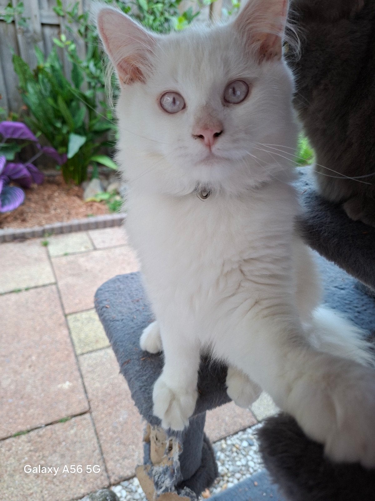 Tekoop geweldige maine coon kittens 🥰😻😹, Ontwormd
