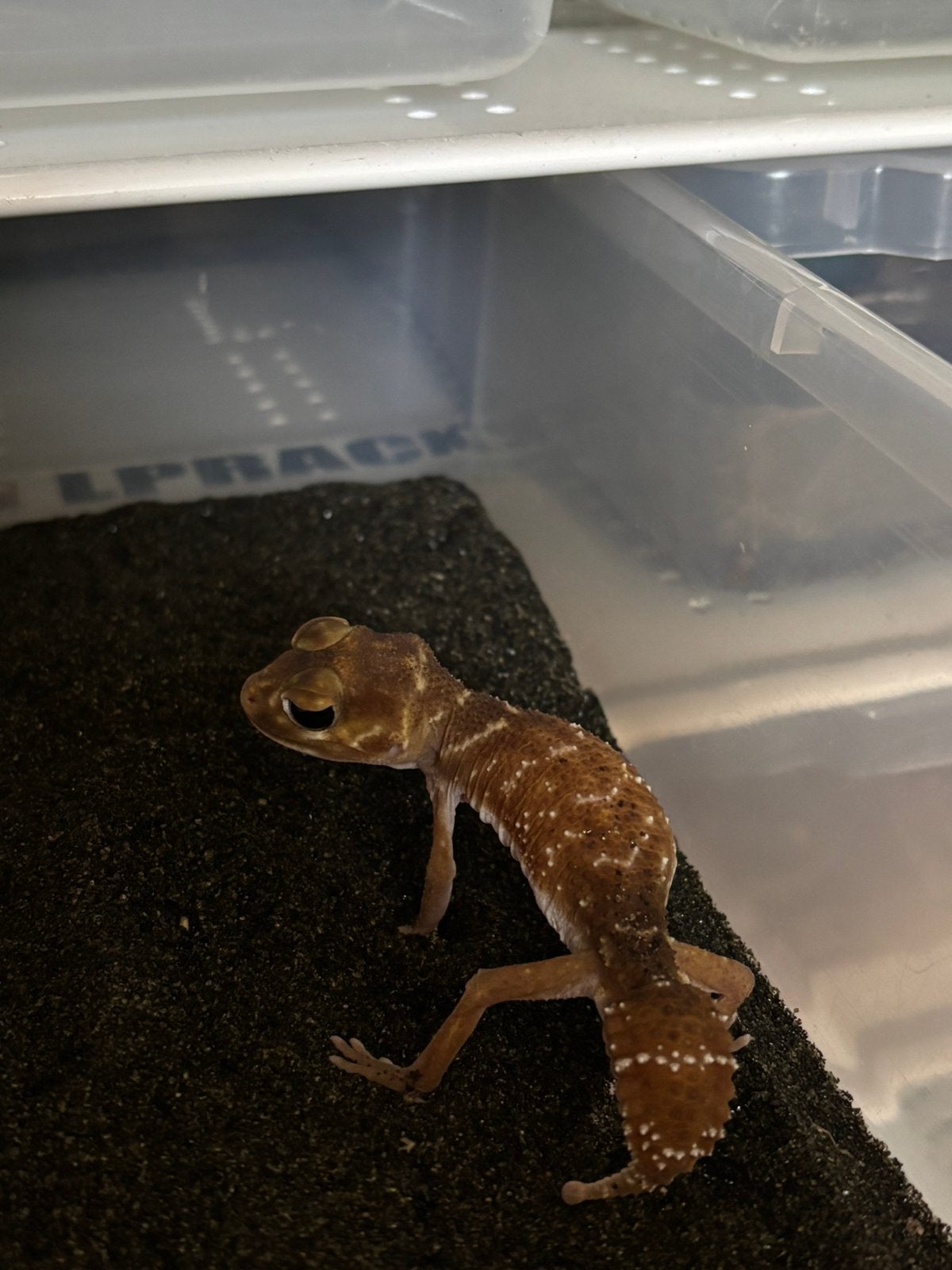 Nephrurus levis hypo man, Hagedis, 0 tot 2 jaar