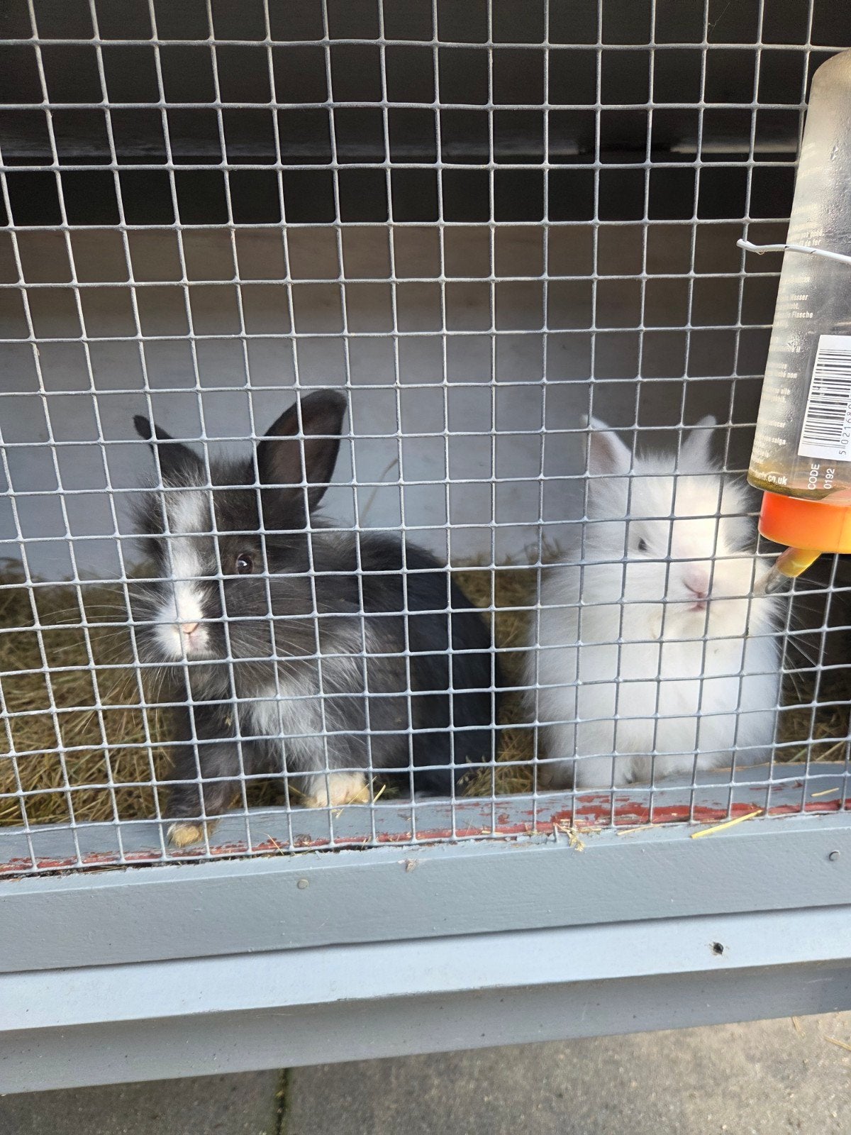 2 konijnen + hok, Dieren en Toebehoren, Vrouwelijk