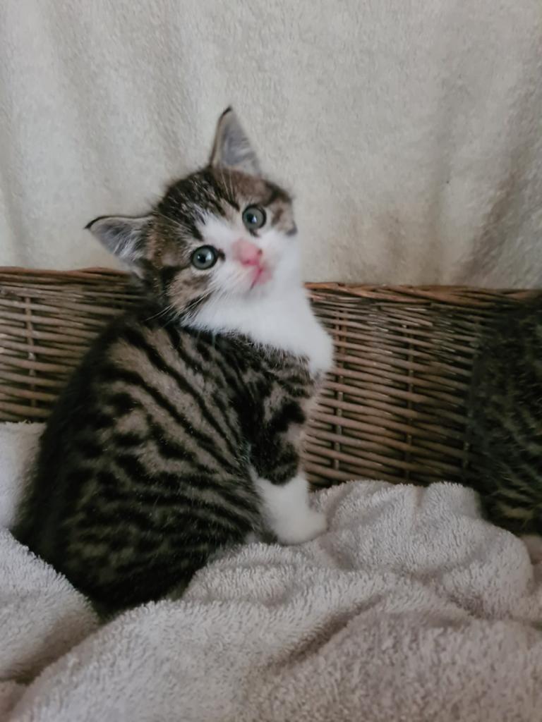 Lieve aanhankelijke kittens.  Moeder Mainecoon, Meerdere dieren, 0 tot 2 jaar