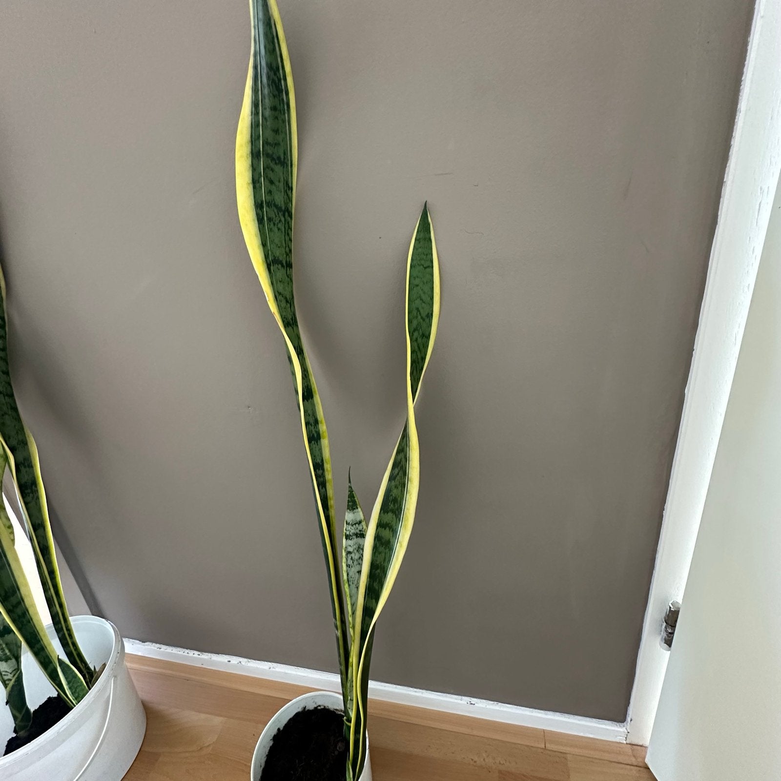 Sansevieria (Vrouwentong) -Sterke,luchtzuiverende kamerplant, Ophalen, Overige soorten, Halfschaduw, In pot