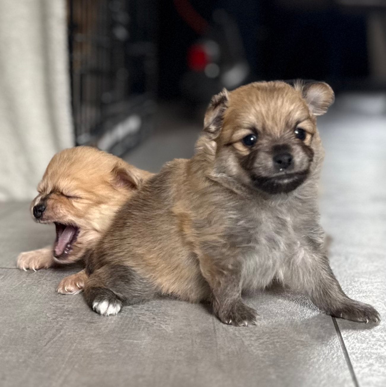 Pomchi pups❤️, Parvo, 8 tot 15 weken, Meerdere, Nederland
