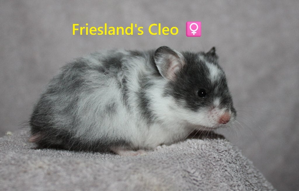 🐹Syrische goudhamster jongen tam | hobbyfokker Friesland 🥰, Dieren en Toebehoren, Knaagdieren, Hamster, Mei, Meerdere dieren