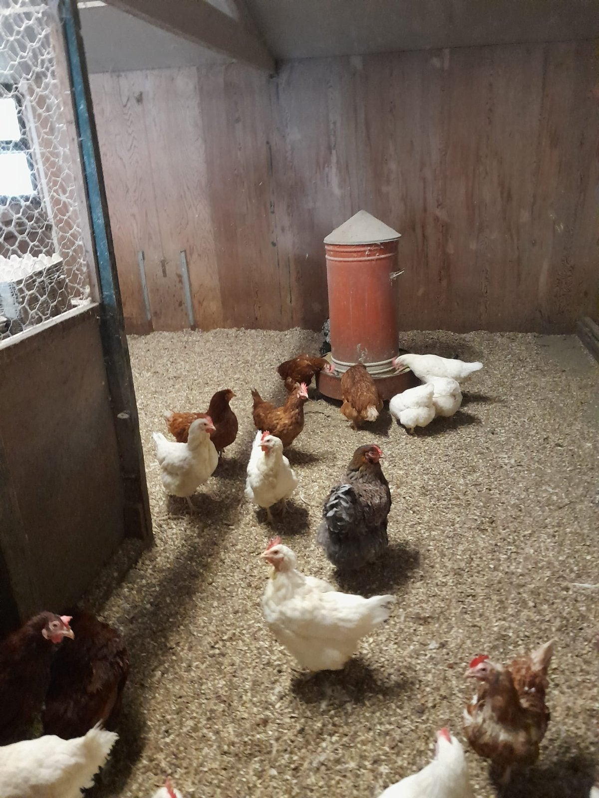 Verse eieren, Dieren en Toebehoren, Pluimvee, Geslacht onbekend, Kip