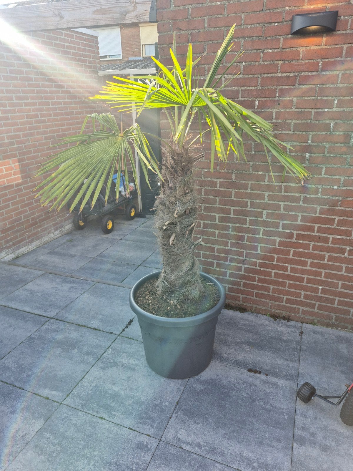 Palm, Volle zon, Ophalen of Verzenden, 100 tot 250 cm, Zomer