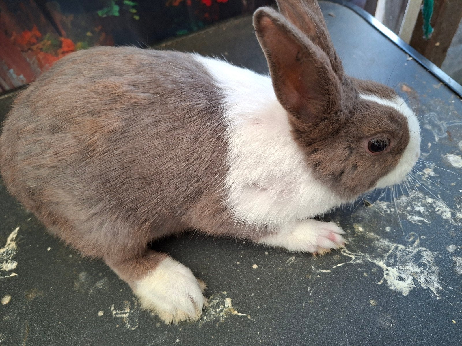 Hollander   verkocht, Dieren en Toebehoren, Vrouwelijk