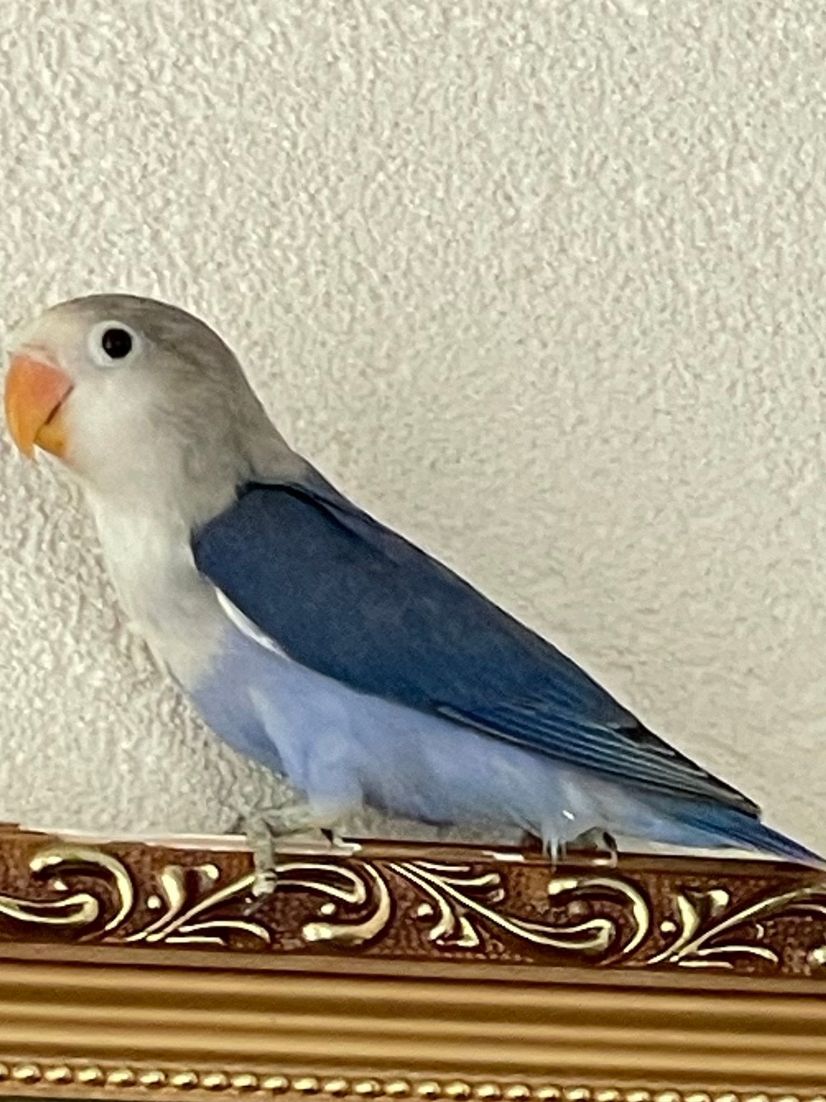 Lieve Agapornis Dwergpapegaai Lovebird Handtam, Dieren en Toebehoren, Meerdere dieren, Dwergpapegaai of Agapornis, Geringd