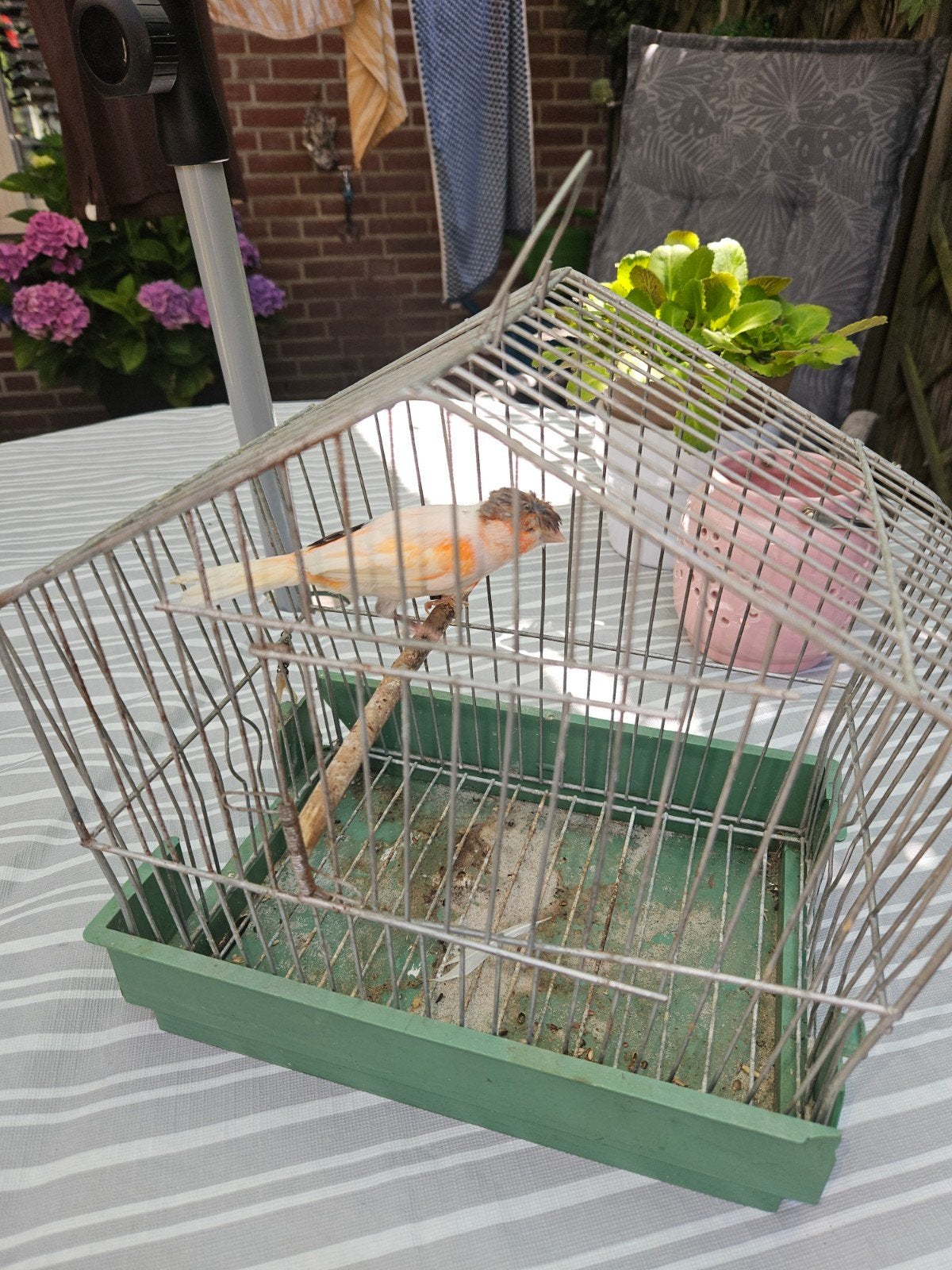 te koop een heel mooi kanari man hij is broedrijp, Mannelijk, Kleurkanarie