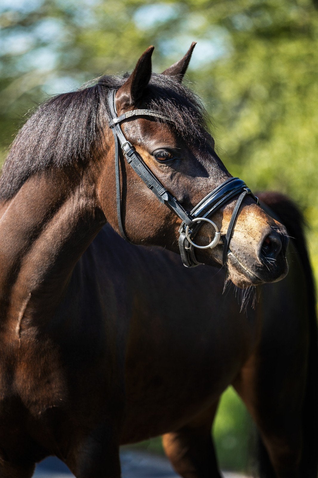Kwaliteitsvolle New Forest Pony merrie, Dieren en Toebehoren, Pony's, Merrie, 3 tot 6 jaar