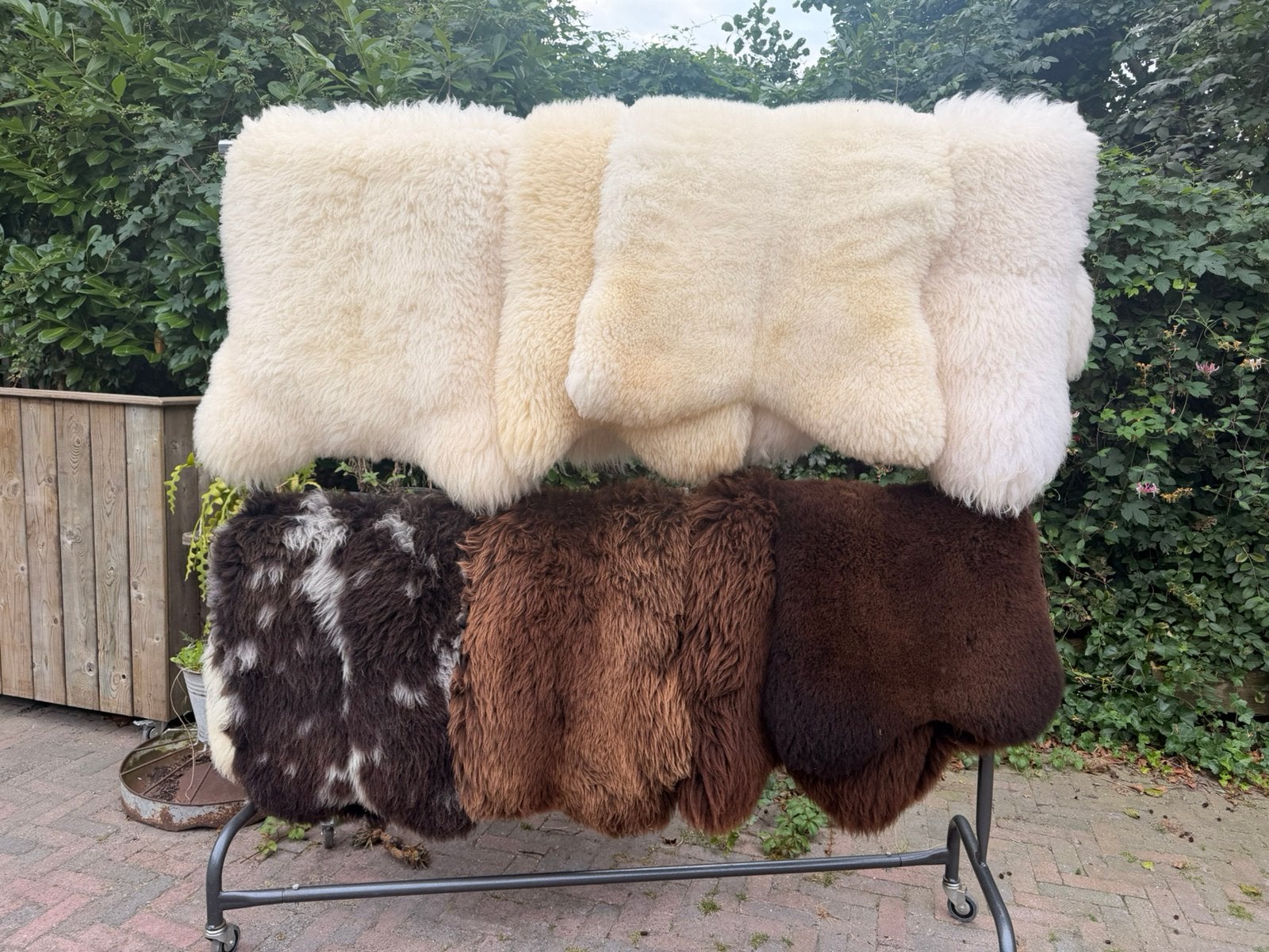 Mooie Schapenvachten, Ophalen, Nieuw