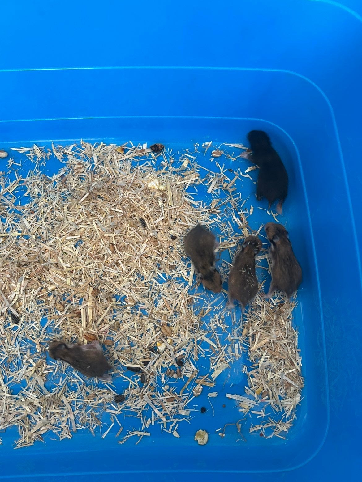 Hamster (syrische hamster babies), Dieren en Toebehoren, Augustus, Geslacht onbekend, Hamster