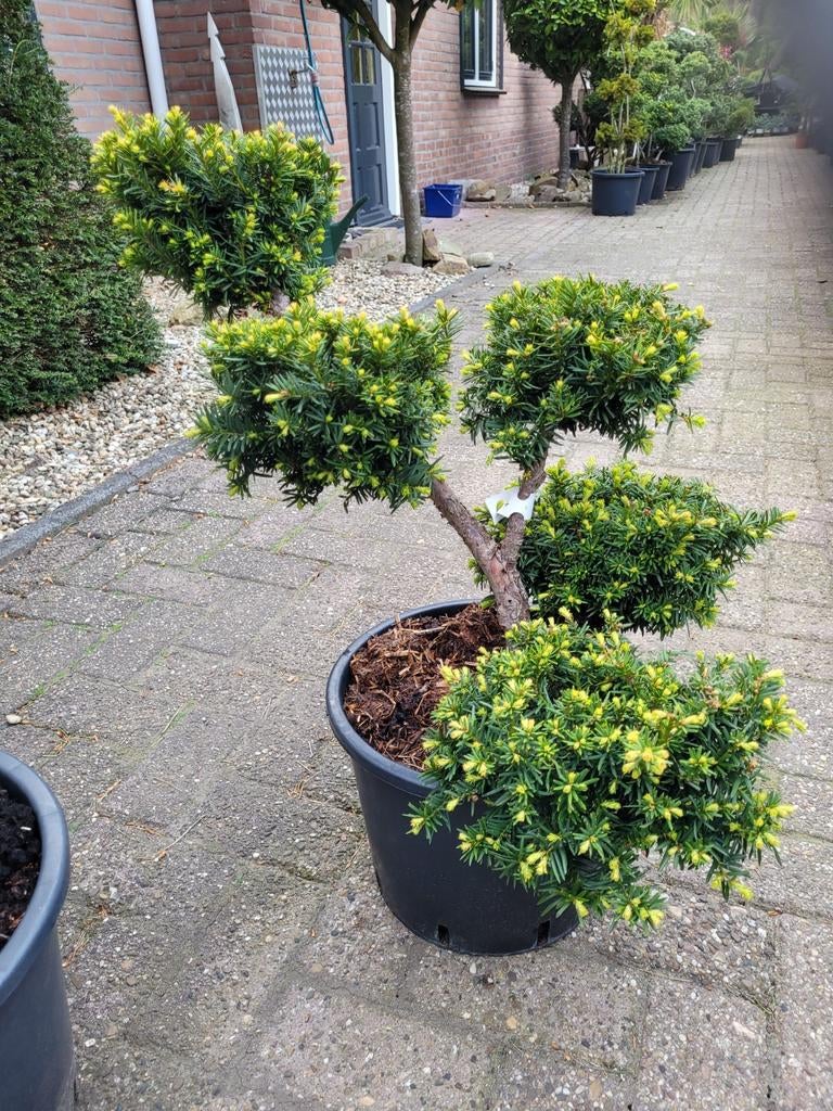 Taxus Vormsnoei - Unieke en decoratieve plant, Vaste plant, Bloeit niet, Halfschaduw, Ophalen