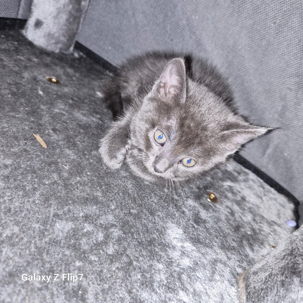Blauwe rus mix kitten, Dieren en Toebehoren, Poes, 0 tot 2 jaar