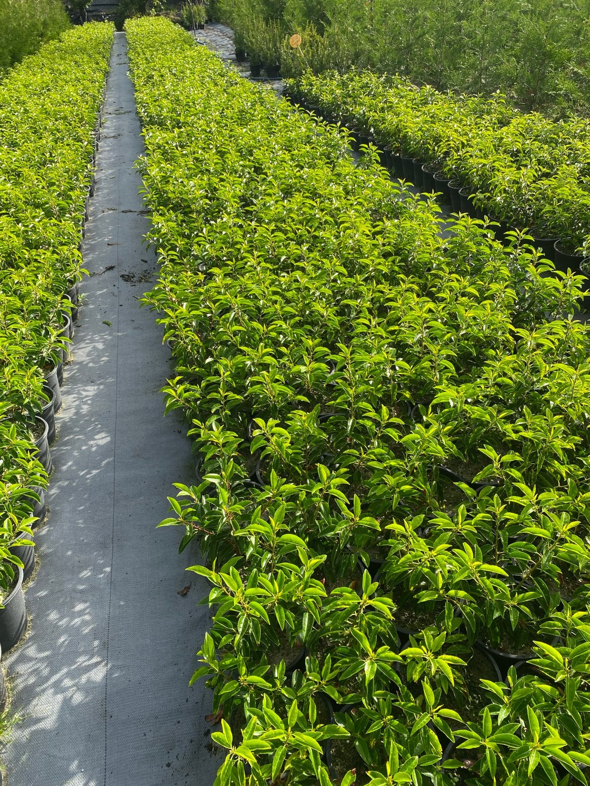 Portugese laurier 25cm in20cmpot€2,  60cm in10 liter pot €5, Vaste plant, Bloeit niet, Halfschaduw, Ophalen