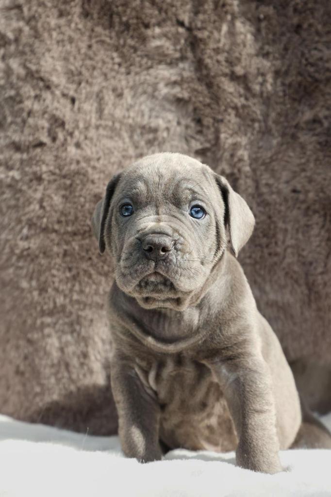 Cane corso pups te koop, Parvo, Overige rassen, 8 tot 15 weken, Meerdere