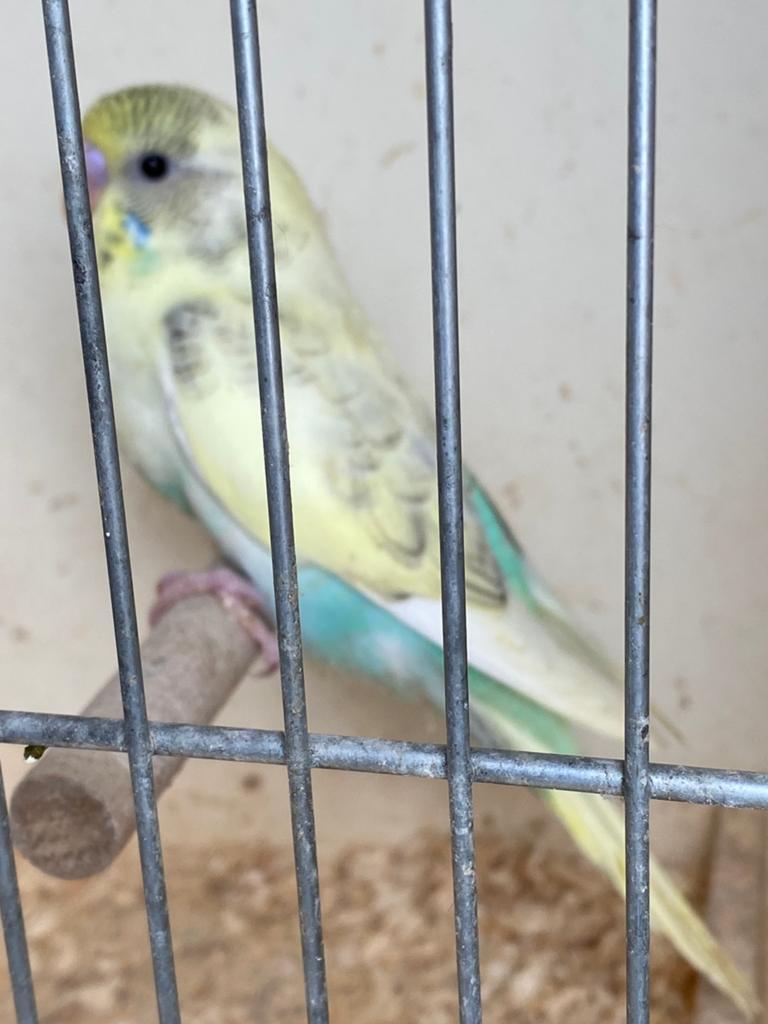 Jonge grasparkiet, Dieren en Toebehoren, Vogels | Parkieten en Papegaaien, Geslacht onbekend, Parkiet, Tam