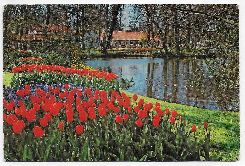 Lisse Keukenhof gelopen ansichtkaart (B 2920 ), Ophalen of Verzenden, 1980 tot heden, Gelopen