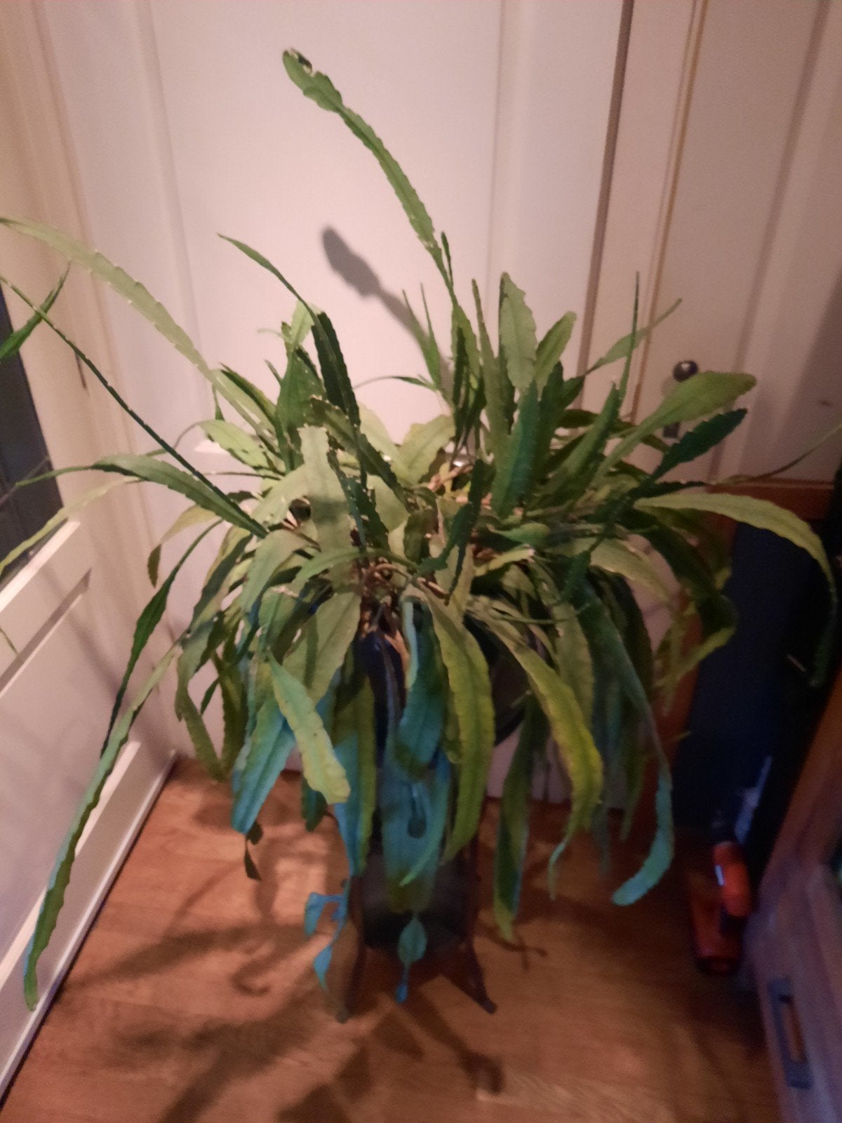 2 Rhipsals cactus in pot, Huis en Inrichting, Kamerplanten, Ophalen, 100 tot 150 cm, Halfschaduw, Groene kamerplant