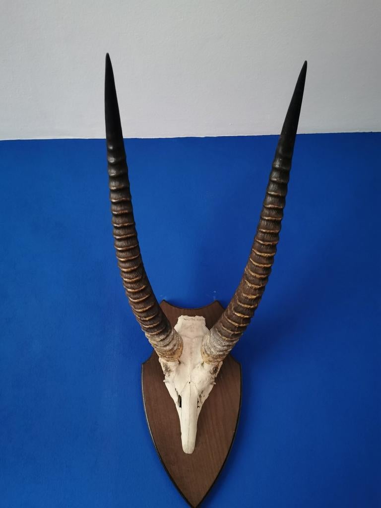 Mooie Afrikaanse waterbuck schedel, Ophalen