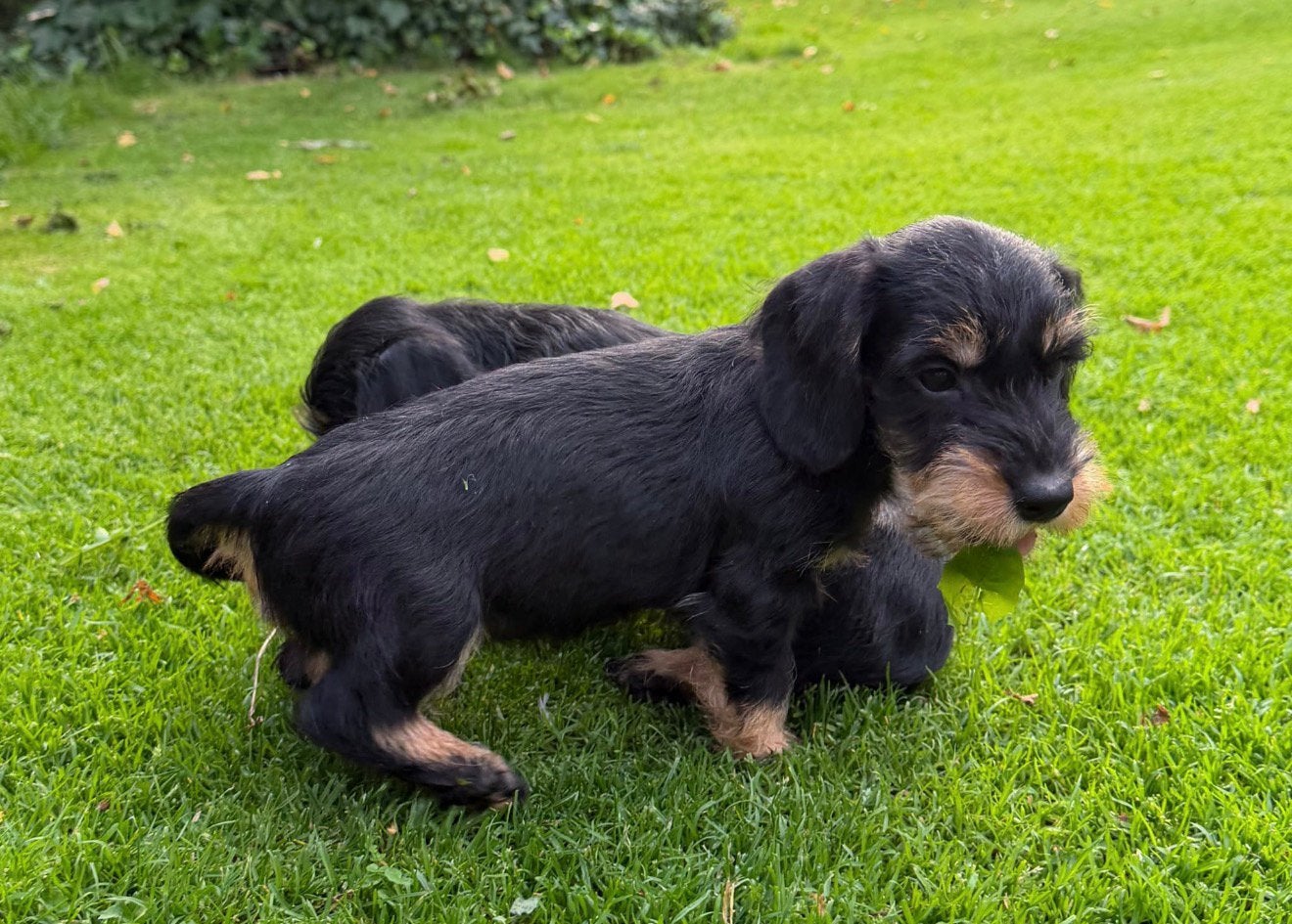 Prachtige ruwharige dwerg teckel pups, Nederland, CDV (hondenziekte), 8 tot 15 weken, Dwerg