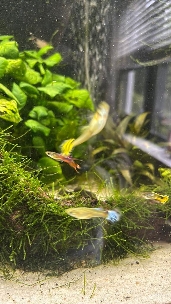 Guppy’s, Vis
