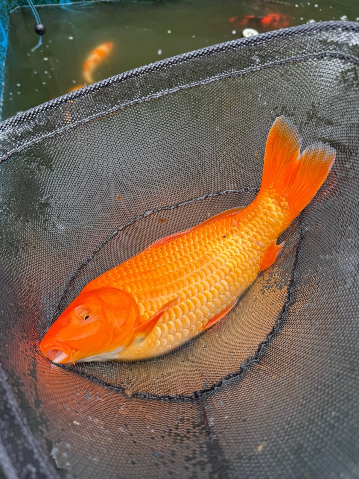 koi karpers, Karper of Koi