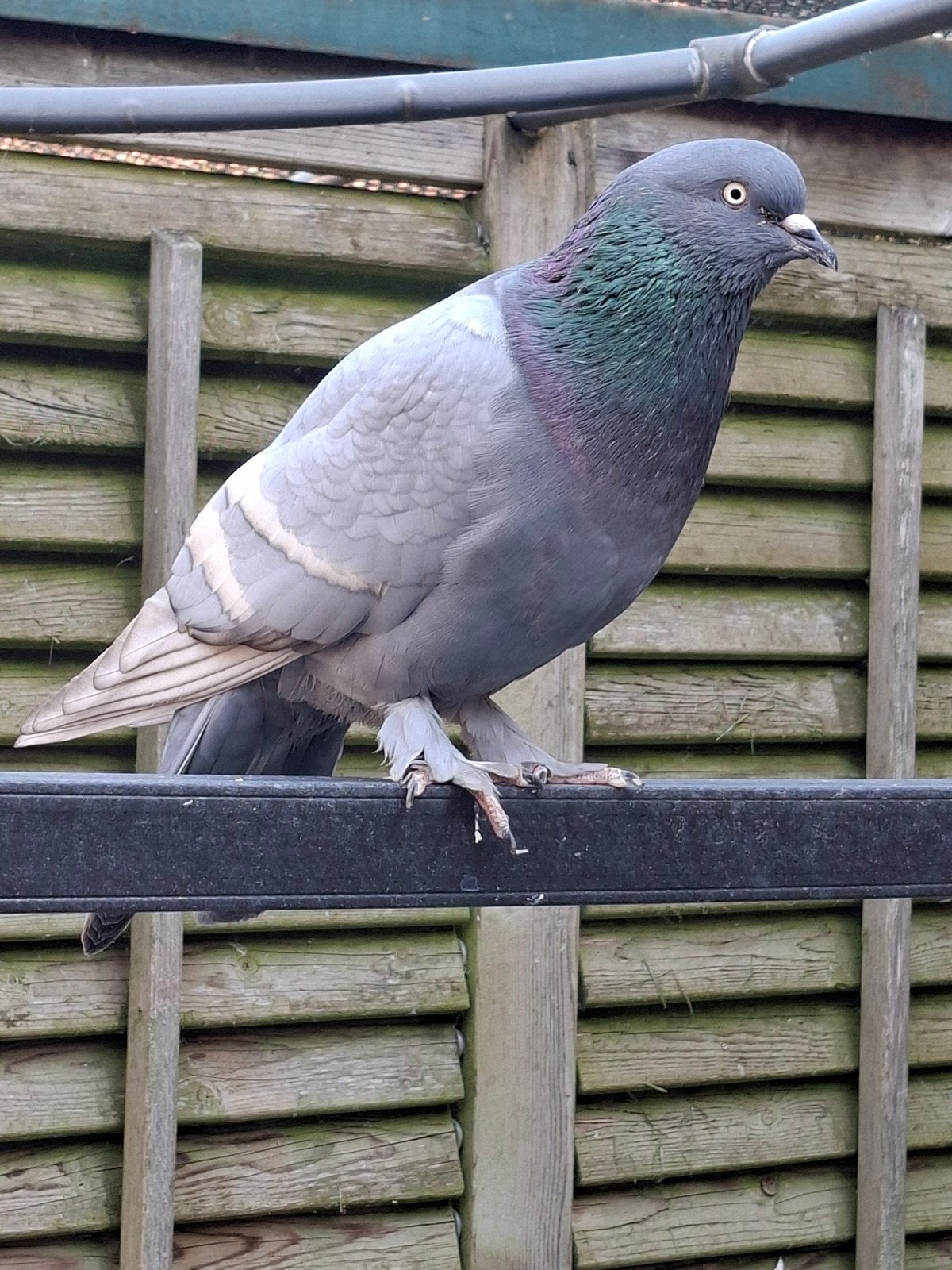 Smöllner trommelduiven, Dieren en Toebehoren, Vogels | Duiven, Mannelijk, Postduif