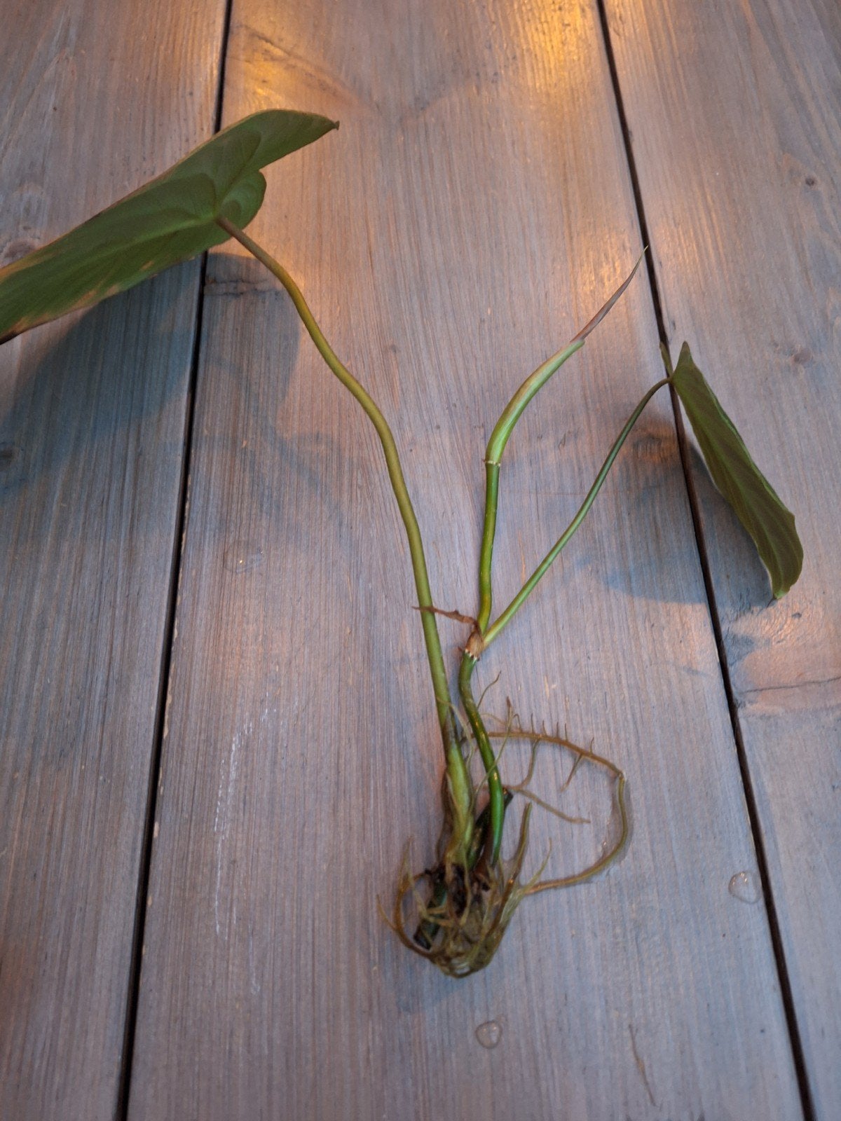 Philodendron  'Majestic'  stekje!!, Huis en Inrichting, Ophalen of Verzenden, Halfschaduw, Minder dan 100 cm