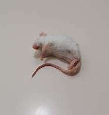 diepvries muizen en ratten te bestellen bij csreptiles Venlo, Hagedis, 0 tot 2 jaar