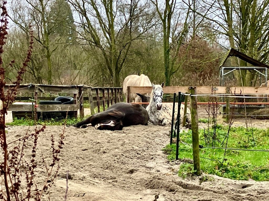 stalling paddock paradise 24/7 buiten voor ruin, Weidegang, 1 paard of pony