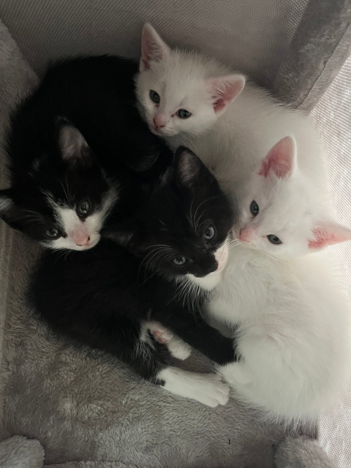 Kittens “ GERESERVEERD “, Dieren en Toebehoren, Katten en Kittens | Raskatten | Korthaar, Poes, Ontwormd