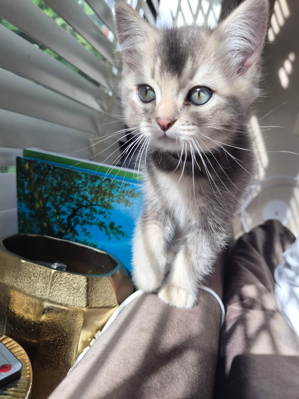 Britse korthaar kittens katers, Dieren en Toebehoren, Katten en Kittens | Raskatten | Korthaar, Geslacht onbekend, Ontwormd, 0 tot 2 jaar