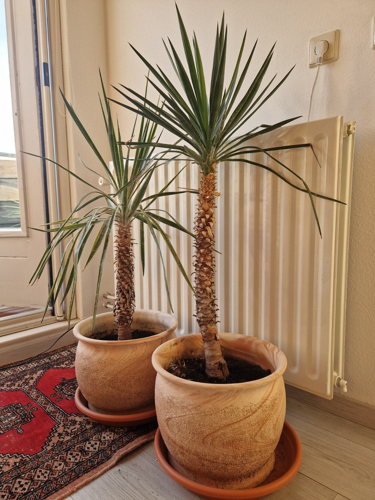 4 Yucca planten in potten, voor binnen en buiten, Ophalen, 100 tot 150 cm, In pot, Yucca