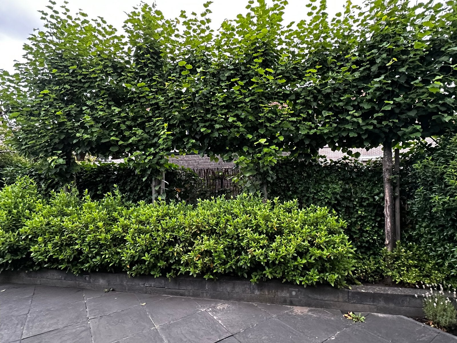 10-12 struiken, zelf uitgraven, Tuin en Terras, Ophalen, Hortensia, Struik, 100 tot 250 cm